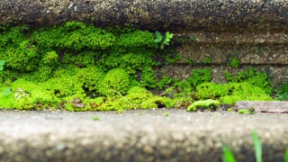 Free Best Stock Footage Reddit, Plant, Broccoli, Vegetable, Tree, Natural