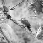 Free Brain Stock Footage, Bird, Tree, Wildlife, Branch, Hawk