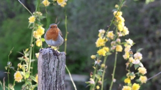 Free Brain Stock Video, Finch, Bird, Goldfinch, Wildlife, Brambling