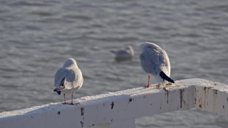 Free Buy Stock Footage, Gull, Coastal Diving Bird, Seabird, Bird, Wildlife