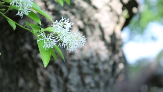 Free Buy Video Clips Stock, Plant, Tree, Vascular Plant, Herb, Cow Parsley