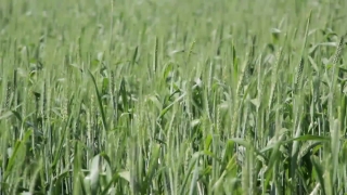 Free Christian Backgrounds, Wheat, Cereal, Field, Grass, Growth