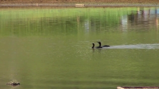 Free Christmas Stock Footage, Bird, Aquatic Bird, Goose, Water, Lake