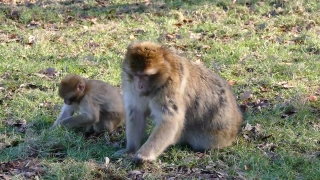 Free Clips Animation, Macaque, Monkey, Primate, Wildlife, Ape