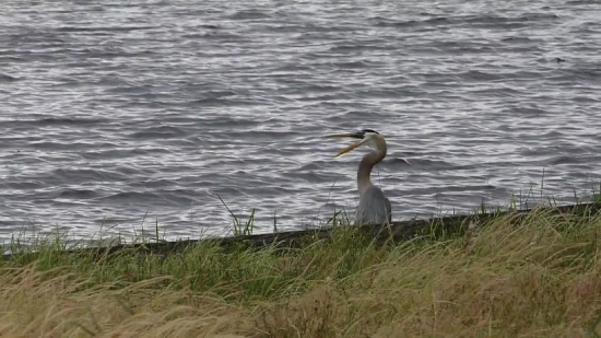 Free Clips No Copyright, Little Blue Heron, Heron, Wading Bird, Bird, Aquatic Bird