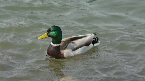 Free Commercial Stock Footage, Drake, Duck, Waterfowl, Bird, Wildlife