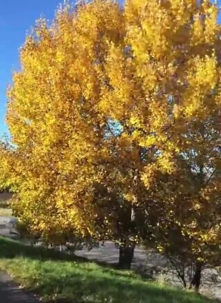 Free Computer Stock Video, Tree, Woody Plant, Autumn, Poplar, Fall