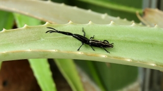 Free Cool Moving Background, Long-horned Beetle, Beetle, Insect, Arthropod, Invertebrate