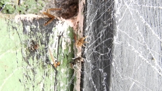 Free Dance Stock Video, Spider Web, Web, Trap, Cobweb, Texture