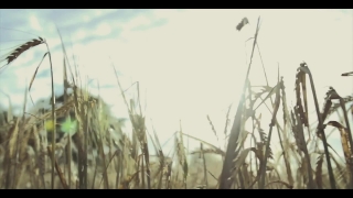 Free Dark Forest Stock Footage, Sky, Landscape, Field, Wheat, Electricity