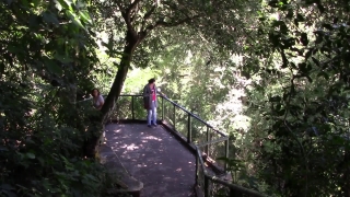 Free Dinosaur Stock Footage, Tree, Forest, Bridge, Trees, Suspension Bridge