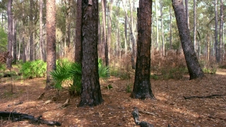 Free Drone Shot Stock Footage, Tree, Forest, Woody Plant, Trees, Vascular Plant