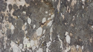 Free Easy Worship Background Video, Stone, Texture, Surface, Rough, Material