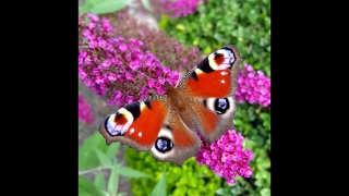 Free Flash Video Background, Peacock, Insect, Spring, Garden, Flower