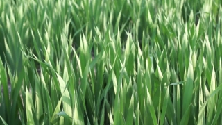 Free Footage Background, Rice, Grass, Wheat, Grain, Field