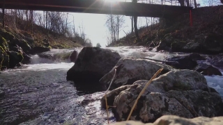 Free Footage Buy, Water, Bison, River, Landscape, Trees