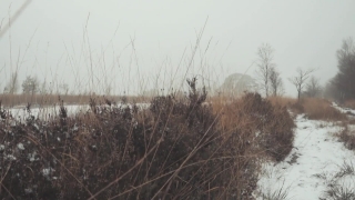 Free Footage To Use, Tree, Snow, Landscape, Winter, Sky