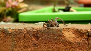 Free Hd Footage, Spider, Arachnid, Wolf Spider, Arthropod, Tarantula