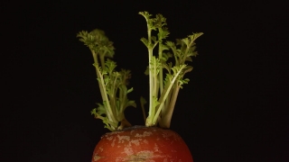 Free Html5 Video Background, Vegetable, Carrot, Food, Tomato, Fresh