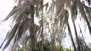 Free Light Stock Footage, Tree, Woody Plant, Forest, Plant, Vascular Plant