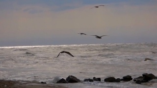 Free Looping Background Video, Ocean, Sea, Beach, Water, Body Of Water