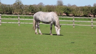 Free Money No Copyright Video, Equine, Horse, Ass, Farm, Horses