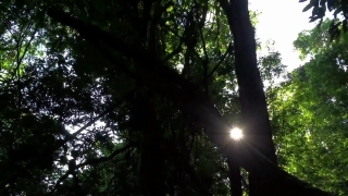 Free Mountain Stock Video, Tree, Woody Plant, Forest, Vascular Plant, Plant