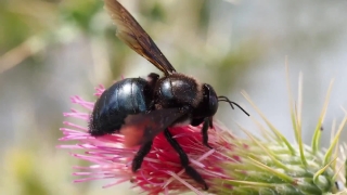 Free Multimedia Animation, Bee, Insect, Arthropod, Flower, Invertebrate