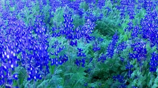 Free Nature Stock Footage, Herb, Vascular Plant, Plant, Lavender, Flower