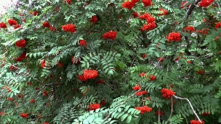 Free Nature Video Clip Download, Woody Plant, Shrub, Tree, Vascular Plant, Plant