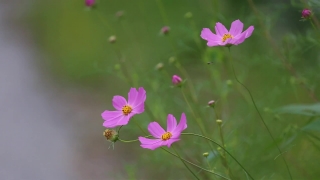 Free No Copyright 4k Video, Herb, Plant, Flower, Pink, Vascular Plant