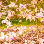 Free No Copyright Cricket Match Videos, Tree, Flower, Pink, Spring, Woody Plant