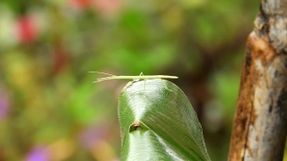 Free No Copyright Cricket Videos, Insect, Arthropod, Leaf, Plant, Lacewing