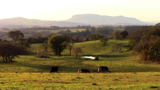 Free No Copyright Film, Bison, Ranch, Landscape, Field, Hay