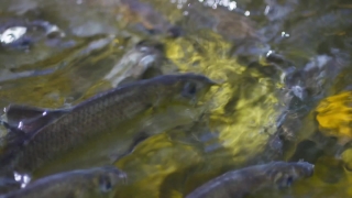 Free No Copyright Green Screen, Coho, Fish, Salmon, Food Fish, Water