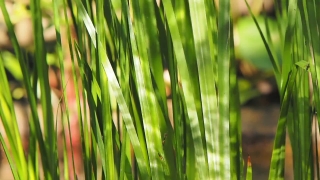 Free No Copyright Hd Video Clips, Wheat, Grass, Plant, Field, Growth