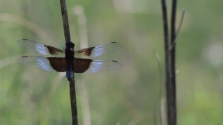 Free No Copyright Long Video, Dragonfly, Insect, Arthropod, Damselfly, Invertebrate