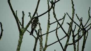 Free No Copyright Stock Videos, Tree, Bird, Branch, Sky, Woody Plant