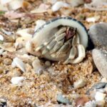 Free No Copyright Videos For Commercial Use, Crustacean, Hermit Crab, Crab, Fiddler Crab, Arthropod