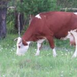 Free Non Copyright Video Clips, Cow, Farm, Cattle, Grass, Ranch