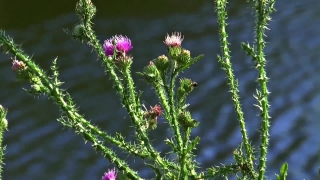 Free Online Video Downloader Using Url, Herb, Vascular Plant, Plant, Flower, Milk Thistle