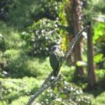 Free  Piano Stock Footage, Bird, Vertebrate, Parrot, Animal, Macaw