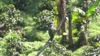 Free  Piano Stock Footage, Bird, Vertebrate, Parrot, Animal, Macaw