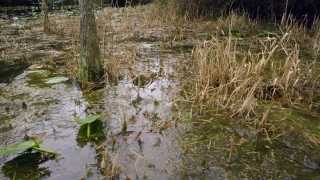 Free Rap Video Stock Footage, Swamp, Wetland, Land, Water, Lake