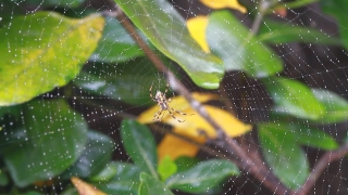 Free  Short Film Stock Footage, Insect, Arthropod, Spider, Plant, Close