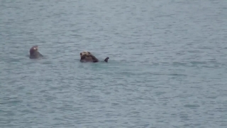 Free Sky Timelapse, Water, Otter, Lake, Bird, Wildlife