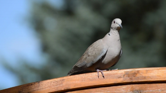 Free Snake Video No Copyright, Dove, Bird, Wildlife, Beak, Feather