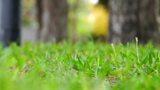 Free Star Wars Stock Footage, Plant, Grass, Herb, Lawn, Garden