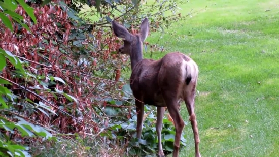 Free Stock Footage Commercial Use, Buck, Mammal, Deer, Placental, Wildlife