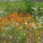 Free Stock Footage, Herb, Vascular Plant, Dill, Plant, Flower